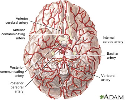 Brain arteries